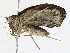  ( - CBG-A01237-B02)  @11 [ ] CreativeCommons - Attribution (2023) CBG Photography Group Centre for Biodiversity Genomics