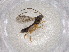  (Chilocyrtus Malaise5347 - CBG-A01391-F05)  @11 [ ] CreativeCommons - Attribution (2023) Centre for Biodiversity Genomics Centre for Biodiversity Genomics