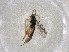  ( - CBG-A01391-H02)  @11 [ ] CreativeCommons - Attribution (2023) Centre for Biodiversity Genomics Centre for Biodiversity Genomics