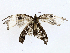  ( - CBG-A02903-A04)  @11 [ ] CreativeCommons - Attribution (2023) CBG Photography Group Centre for Biodiversity Genomics