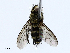  ( - CBG-A02904-F02)  @11 [ ] CreativeCommons - Attribution (2023) CBG Photography Group Centre for Biodiversity Genomics