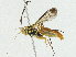  ( - CBG-A02906-H01)  @11 [ ] CreativeCommons - Attribution (2023) CBG Photography Group Centre for Biodiversity Genomics