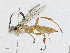  (ichneuMalaise01 Malaise4861 - CBG-A02907-B03)  @11 [ ] CreativeCommons - Attribution (2023) CBG Photography Group Centre for Biodiversity Genomics