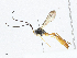 ( - CBG-A02908-D09)  @11 [ ] CreativeCommons - Attribution (2023) CBG Photography Group Centre for Biodiversity Genomics