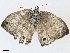  ( - CBG-A02858-D12)  @11 [ ] CreativeCommons - Attribution (2023) CBG Photography Group Centre for Biodiversity Genomics