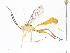  ( - CBG-A07046-D11)  @11 [ ] CreativeCommons - Attribution (2023) CBG Photography Group Centre for Biodiversity Genomics