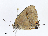  (lycMalaise6101 - CBG-A07047-C06)  @11 [ ] CreativeCommons - Attribution Share - Alike (2023) CBG Photography Group Centre for Biodiversity Genomics