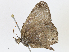  ( - CBG-A10800-C07)  @11 [ ] CreativeCommons - Attribution Share - Alike (2023) CBG Photography Group Centre for Biodiversity Genomics