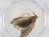  (cramMalaise01 Malaise8459 - CBG-A11569-F07)  @11 [ ] CreativeCommons - Attribution Share - Alike (2023) Centre for Biodiversity Genomics Centre for Biodiversity Genomics