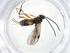  (microMalaise01 Malaise6820 - CBG-A11573-H01)  @11 [ ] CreativeCommons - Attribution Share - Alike (2023) Centre for Biodiversity Genomics Centre for Biodiversity Genomics