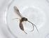  (Heterospilus Malaise4696 - CBG-A11584-E07)  @11 [ ] CreativeCommons - Attribution Share - Alike (2023) Centre for Biodiversity Genomics Centre for Biodiversity Genomics