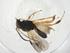 (Chelonus Malaise7300 - CBG-A11588-G11)  @11 [ ] CreativeCommons - Attribution Share - Alike (2023) Centre for Biodiversity Genomics Centre for Biodiversity Genomics
