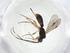  (Heterospilus Malaise1375 - CBG-A11589-C12)  @11 [ ] CreativeCommons - Attribution Share - Alike (2023) Centre for Biodiversity Genomics Centre for Biodiversity Genomics