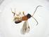  (Leptodrepana Malaise8218 - CBG-A12239-G01)  @11 [ ] CreativeCommons - Attribution Share - Alike (2023) Centre for Biodiversity Genomics Centre for Biodiversity Genomics