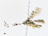  ( - CBG-A13265-C05)  @11 [ ] CreativeCommons - Attribution Share - Alike (2023) CBG Photography Group Centre for Biodiversity Genomics