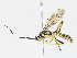  ( - CBG-A13265-C06)  @11 [ ] CreativeCommons - Attribution Share - Alike (2023) CBG Photography Group Centre for Biodiversity Genomics