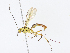  (Meniscomorpha Wahl06 - CBG-A13265-C11)  @11 [ ] CreativeCommons - Attribution Share - Alike (2023) CBG Photography Group Centre for Biodiversity Genomics
