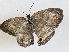  ( - CBG-A02856-D04)  @11 [ ] CreativeCommons - Attribution (2023) CBG Photography Group Centre for Biodiversity Genomics