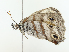 ( - CBG-A02908-H01)  @11 [ ] CreativeCommons - Attribution (2023) CBG Photography Group Centre for Biodiversity Genomics