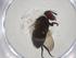  (Borgmeiermyia Janzen5971 - CBG-A03098-C03)  @11 [ ] CreativeCommons - Attribution (2023) Centre for Biodiversity Genomics Centre for Biodiversity Genomics