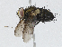  ( - CBG-A04467-G07)  @11 [ ] CreativeCommons - Attribution (2023) CBG Photography Group Centre for Biodiversity Genomics