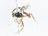  ( - CBG-A04469-C04)  @11 [ ] CreativeCommons - Attribution (2023) CBG Photography Group Centre for Biodiversity Genomics