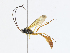  ( - CBG-A04588-A02)  @11 [ ] CreativeCommons - Attribution (2023) CBG Photography Group Centre for Biodiversity Genomics