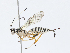  ( - CBG-A04588-A09)  @11 [ ] CreativeCommons - Attribution (2023) CBG Photography Group Centre for Biodiversity Genomics