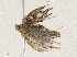  ( - CBG-A04589-B09)  @11 [ ] CreativeCommons - Attribution (2023) CBG Photography Group Centre for Biodiversity Genomics