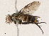  (Lixophaga Malaise6759 - CBG-A04591-A05)  @11 [ ] CreativeCommons - Attribution (2023) CBG Photography Group Centre for Biodiversity Genomics