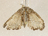  ( - CBG-A04591-G02)  @11 [ ] CreativeCommons - Attribution (2023) CBG Photography Group Centre for Biodiversity Genomics
