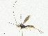  (Semirhytus Malaise7235 - CBG-A04591-H09)  @11 [ ] CreativeCommons - Attribution (2023) CBG Photography Group Centre for Biodiversity Genomics
