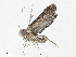  ( - CBG-A04592-A11)  @11 [ ] CreativeCommons - Attribution (2023) CBG Photography Group Centre for Biodiversity Genomics