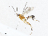  ( - CBG-A04592-B01)  @11 [ ] CreativeCommons - Attribution (2023) CBG Photography Group Centre for Biodiversity Genomics