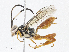  ( - CBG-A04592-C08)  @11 [ ] CreativeCommons - Attribution (2023) CBG Photography Group Centre for Biodiversity Genomics