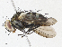  (Oswaldia Janzen2748 - CBG-A04593-C11)  @11 [ ] CreativeCommons - Attribution (2023) CBG Photography Group Centre for Biodiversity Genomics