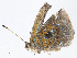  ( - CBG-A07048-F11)  @11 [ ] CreativeCommons - Attribution Share - Alike (2023) CBG Photography Group Centre for Biodiversity Genomics