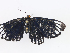  ( - CBG-A07049-A03)  @11 [ ] CreativeCommons - Attribution Share - Alike (2023) CBG Photography Group Centre for Biodiversity Genomics