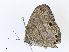  ( - CBG-A07049-B09)  @11 [ ] CreativeCommons - Attribution Share - Alike (2023) CBG Photography Group Centre for Biodiversity Genomics