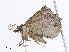  ( - CBG-A07049-C05)  @11 [ ] CreativeCommons - Attribution Share - Alike (2023) CBG Photography Group Centre for Biodiversity Genomics
