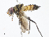 (Zelia Malaise5689 - CBG-A07049-D09)  @11 [ ] CreativeCommons - Attribution Share - Alike (2023) CBG Photography Group Centre for Biodiversity Genomics