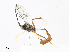  ( - CBG-A07050-B10)  @11 [ ] CreativeCommons - Attribution Share - Alike (2023) CBG Photography Group Centre for Biodiversity Genomics