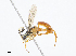  ( - CBG-A07050-C06)  @11 [ ] CreativeCommons - Attribution Share - Alike (2023) CBG Photography Group Centre for Biodiversity Genomics