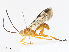  (Theronia Malaise1826 - CBG-A07051-E01)  @11 [ ] CreativeCommons - Attribution Share - Alike (2023) CBG Photography Group Centre for Biodiversity Genomics