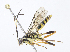  ( - CBG-A07053-E10)  @11 [ ] CreativeCommons - Attribution Share - Alike (2023) CBG Photography Group Centre for Biodiversity Genomics