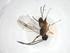 (Promicrogaster sebastiancambroneroi - CBG-A08279-C03)  @11 [ ] CreativeCommons - Attribution (2023) Centre for Biodiversity Genomics Centre for Biodiversity Genomics