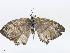  ( - CBG-A08762-D06)  @11 [ ] CreativeCommons - Attribution Share - Alike (2023) CBG Photography Group Centre for Biodiversity Genomics
