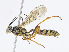 ( - CBG-A08762-E03)  @11 [ ] CreativeCommons - Attribution Share - Alike (2023) CBG Photography Group Centre for Biodiversity Genomics