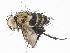  ( - CBG-A10797-A09)  @11 [ ] CreativeCommons - Attribution Share - Alike (2023) CBG Photography Group Centre for Biodiversity Genomics