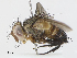  (Actia Janzen05 - CBG-A08763-D01)  @11 [ ] CreativeCommons - Attribution Share - Alike (2023) CBG Photography Group Centre for Biodiversity Genomics